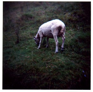 sheep on a steep slope